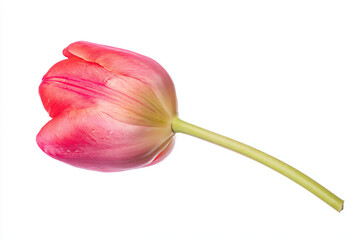 a single pink tulip flower on a white background