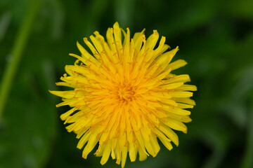 Yellow dandelion flower in the grass close up macro photography. Spring bloom. The first flower.
