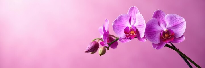 Obraz premium Delicate purple orchid blossoms splayed on soft pink backdrop, soft, wedding, design