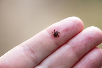 Obraz premium a tick crawls mite on a person's arm, close-up, macro