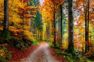 Obraz premium Scenic Autumn Forest Path Lined With Colorful Trees in Vibrant Shades of Orange and Red