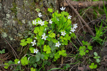 close up of a white flower (OXALIS ACETOSELLA). Small white flowers in the forest in spring.