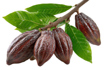 Harvesting cocoa pods nature food photography tropical setting. Isolated on transparent background, png.