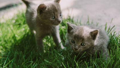 Adorable kittens playing and resting on green grass in spring sunlight