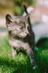 Adorable kittens playing and resting on green grass in spring sunlight