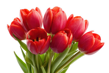 Fototapeta premium Vibrant red tulips bouquet studio floral arrangement bright close-up. Isolated on transparent background, png.