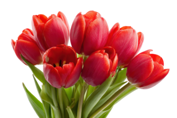 Vibrant red tulips bouquet studio floral arrangement bright close-up. Isolated on transparent background, png.