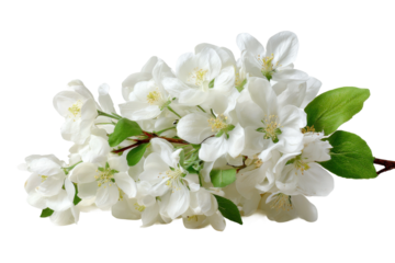 Spring blossom white flowers garden floral photography nature. Isolated on transparent background, png.