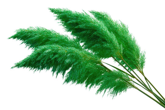 Pampas grass close-up nature botanical photography studio detail. Isolated on transparent background, png. - Powered by Adobe