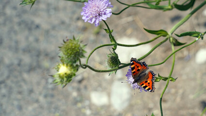Overhead view of a Small Tortoiseshell Butterfly on a Field Scabious flower, Derbyshire England
