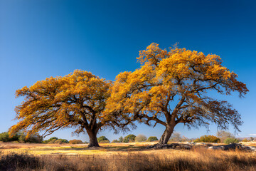 Fototapeta premium Vibrant Autumn Landscape with Golden Foliage on Trees Beneath Clear Blue Sky