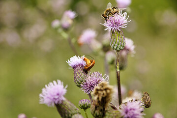 Fliege beobachtet die Paarung zweier brauner Weichkäfer an einer Diestelblüte
