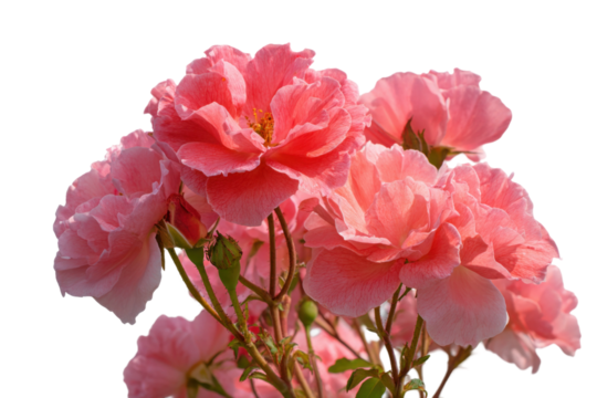 Vibrant pink roses in full bloom nature photography outdoors. Isolated on transparent background, png.