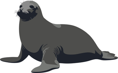 Sea dog silhouette.  A realistic illustration of a dark gray sea lion or seal resting, with detailed features on a light background.