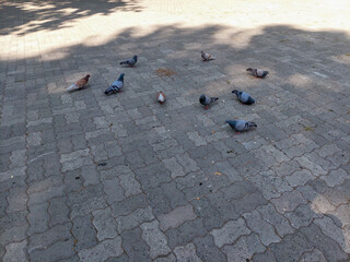 A flock of pigeons pecking on a paved surface in an urban setting. The birds are scattered around the square, searching for crumbs in the sunlight and shade. A calm everyday street scene showing city 