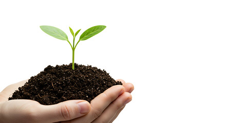 Young Plant Growing in Soil Held by Hands.