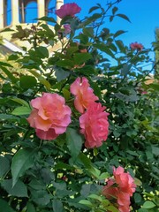 Several pink and red roses on a bush with green leaves. Blue sky and part of a building are visible in the background