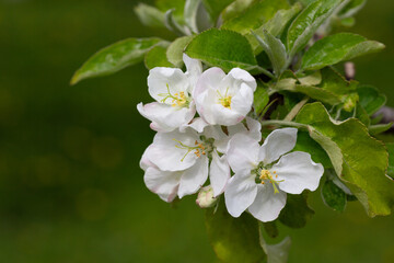 Flowering tree. Apple tree branch with flowers on a blurred background