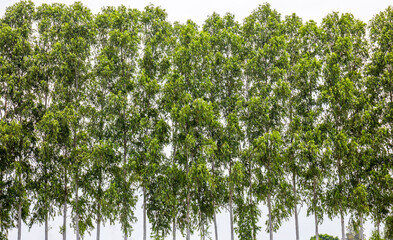 Eucalyptus tree forest with lush green leaves, Lush eucalyptus trees lined up, Each eucalyptus tree stands tall under the bright sky, The eucalyptus tree symbolizes freshness and nature