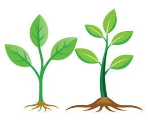 Two Young Plants with Green Leaves and Brown Roots Illustration