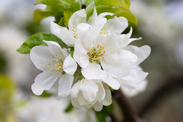 Fluffy and cute white plum blossoms in spring