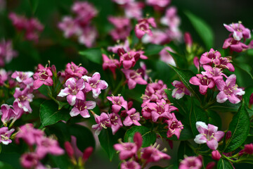 Weigela pink flowers. Spring flowers background.Weigela florida Suzanne. Soft focus, blurred background.