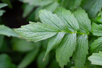 Valerian (Valeriana officinalis). Close-up of the green leaves of valerian, a medicinal herb.