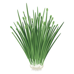 Vector Illustration of Fresh Green Garlic Chives (Chinese Chives) with Bulbs