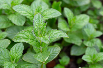Peppermint (Mentha piperita) is a hybrid species of mint, a cross between watermint and spearmint