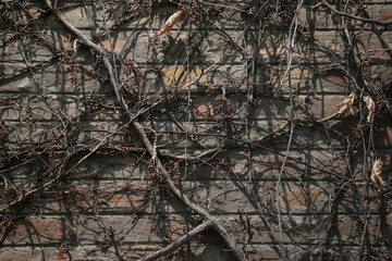 Brick wall covered in vines. Vines are brown and dry.  Branches grape. Wall is old and weathered
