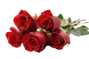 Romantic gesture red roses bouquet floral arrangement studio close-up. Isolated on transparent background, png.