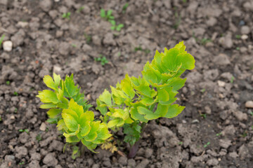 Spices and Herbs, Lovage plant (Levisticum officinale) growing in the garden