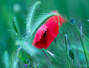 Red poppy  covered with rain drops in the field