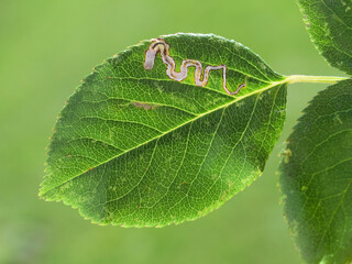 Mine on a rose leaf