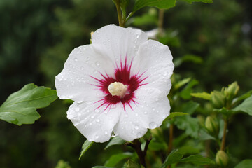 Flower of hibiscus syriacus 'Manuela' with rain drops, close up view