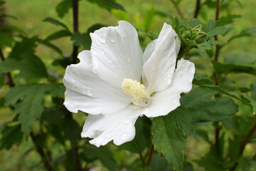 White flower of hibiscus syriacus with rain drops, close up view