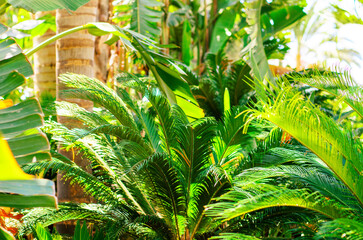 Lush tropical forest filled with green vegetation and tall palm trees in bright sunlight atmosphere