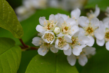 In spring, bird-cherry tree (Prunus padus) grows and blooms in nature.