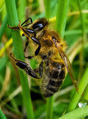 bee close up portrait