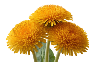 Blooming yellow dandelions nature garden close-up photography spring. Isolated on transparent background, png.