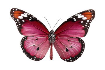 Fototapeta premium Majestic butterfly display nature macro photography close-up beauty. Isolated on transparent background, png.