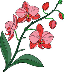 vector illustration of a tropical orchid with vibrant fuchsia and yellow petals and green leaves. Isolated on white background, soft gradients, stylized botanical design