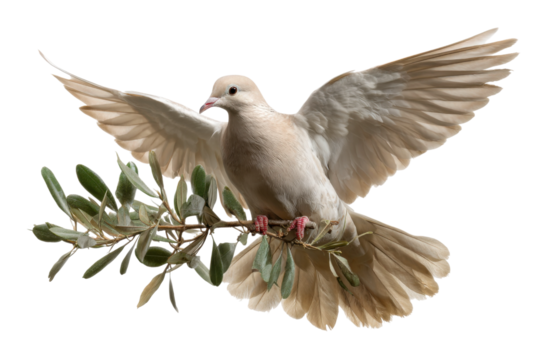 Dove in flight with olive branch nature scene. Isolated on transparent background, png.