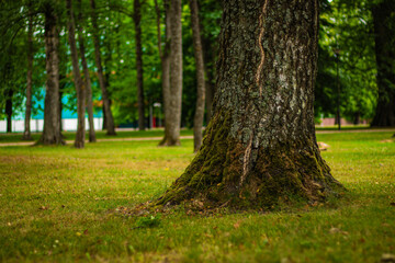 Close-up of a moss-covered tree base in a peaceful, lush park setting surrounded by other tall...