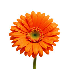 Vibrant Orange Gerbera Daisy Flower Transparent Background Close Up Image
