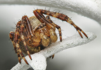 garden spider in macro close up