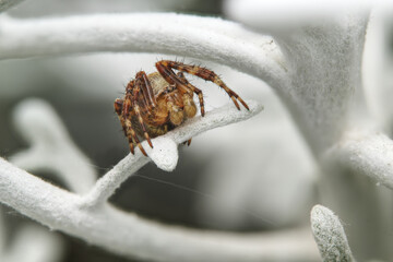 garden spider in macro close up
