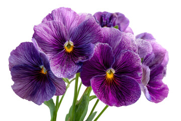 Obraz premium Vibrant purple pansies floral photography in natural light. Isolated on transparent background, png.