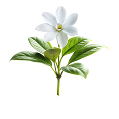 Fototapeta premium a picture of a plant with a white flower isolated on white background PNG.AI Generated.