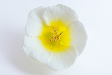 Obraz premium a white flower with yellow center on a white surface